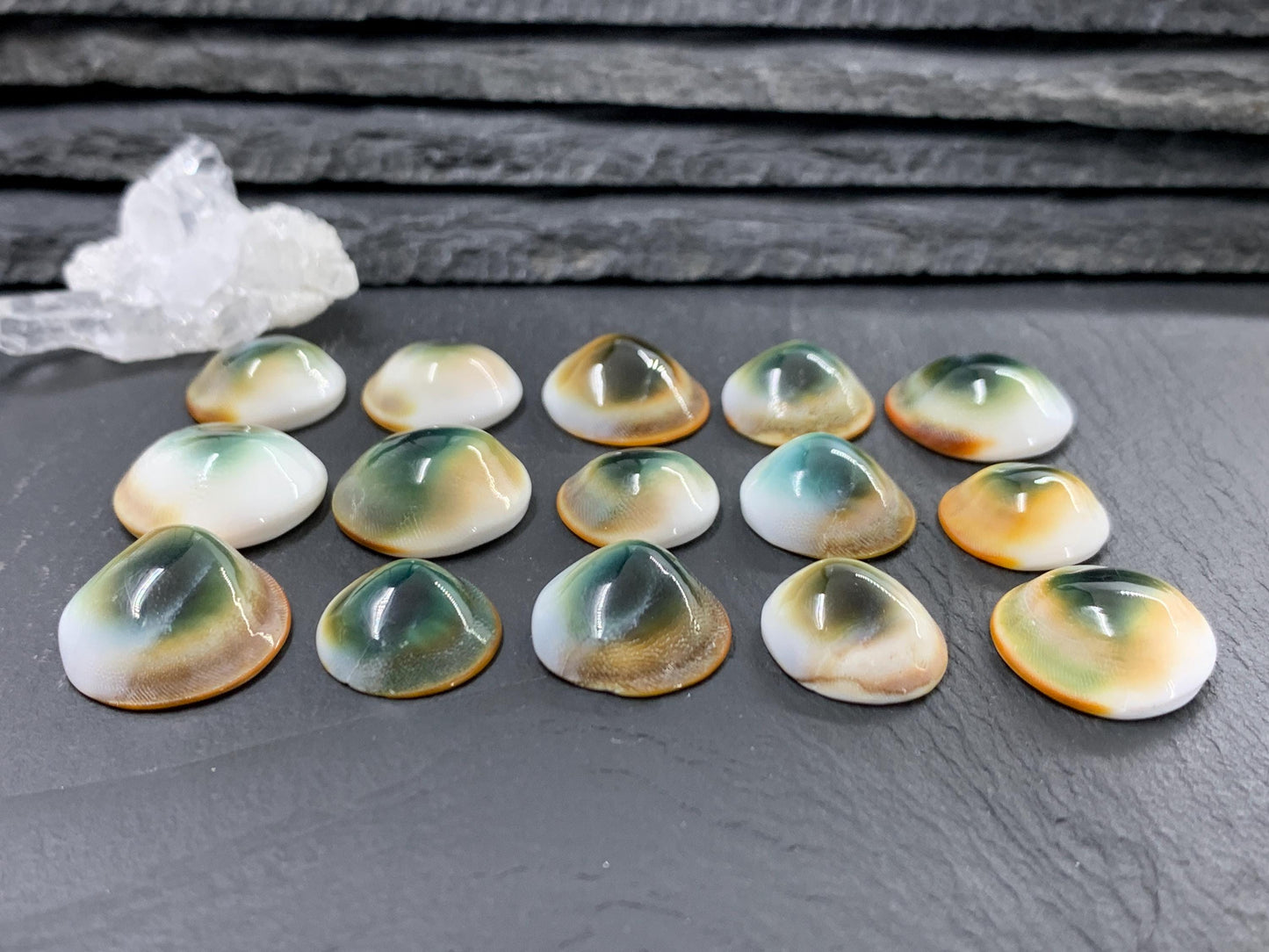 Natural Shiva Eye Shell Cabochons • White Spiral Operculum Shells *