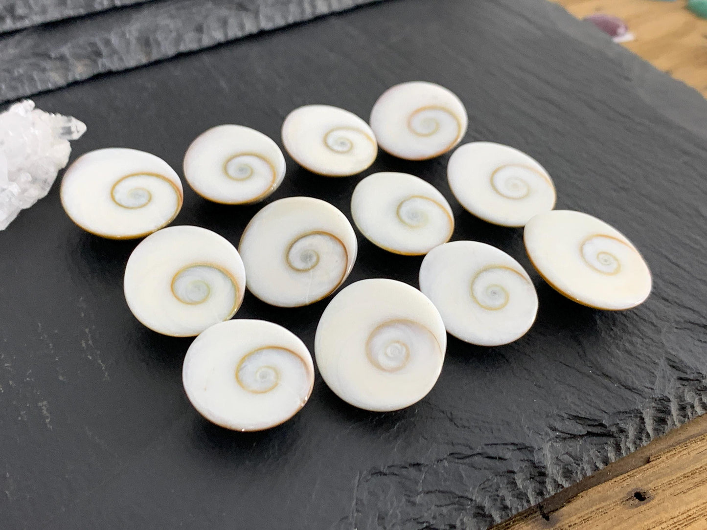 Natural Shiva Eye Shell Cabochons • White Spiral Operculum Shells