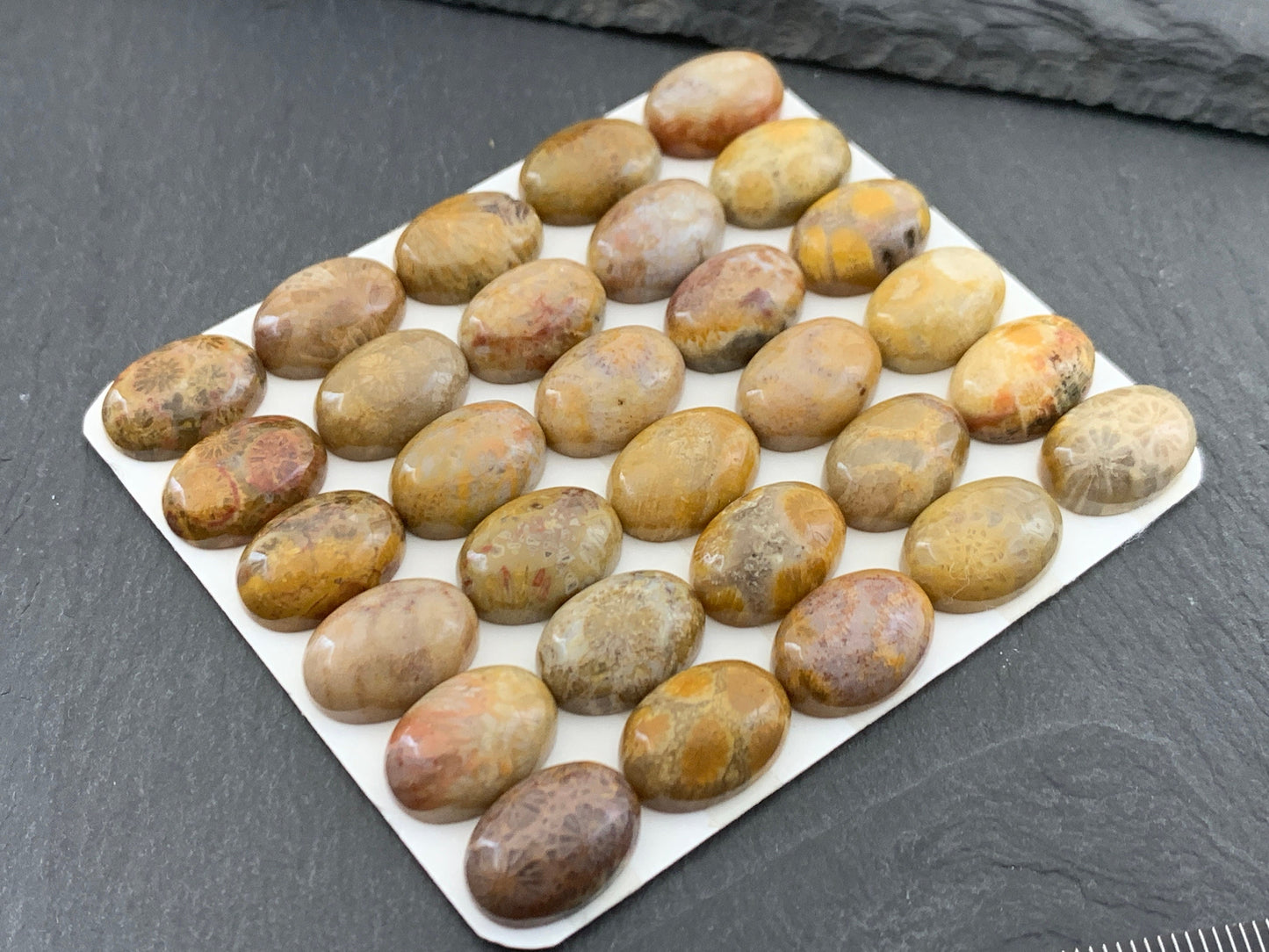 Petrified Coral oval 10x14mm cabochon - Calibrated cabochons