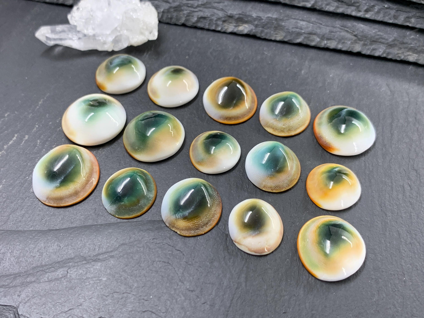 Natural Shiva Eye Shell Cabochons • White Spiral Operculum Shells *