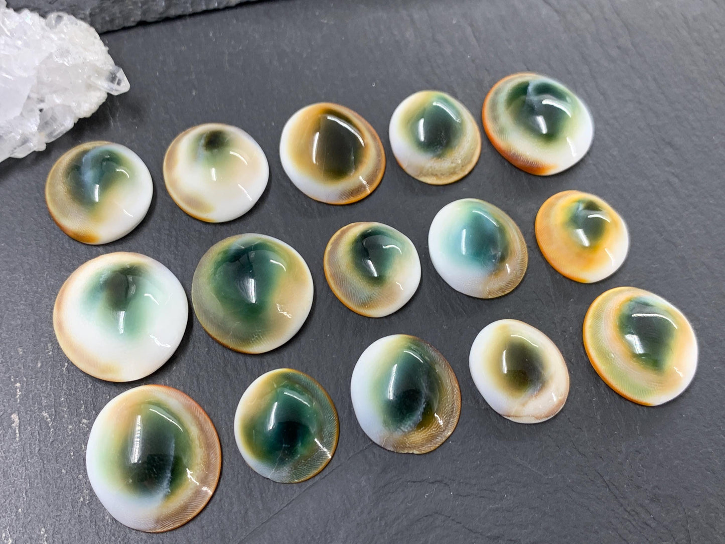 Natural Shiva Eye Shell Cabochons • White Spiral Operculum Shells *