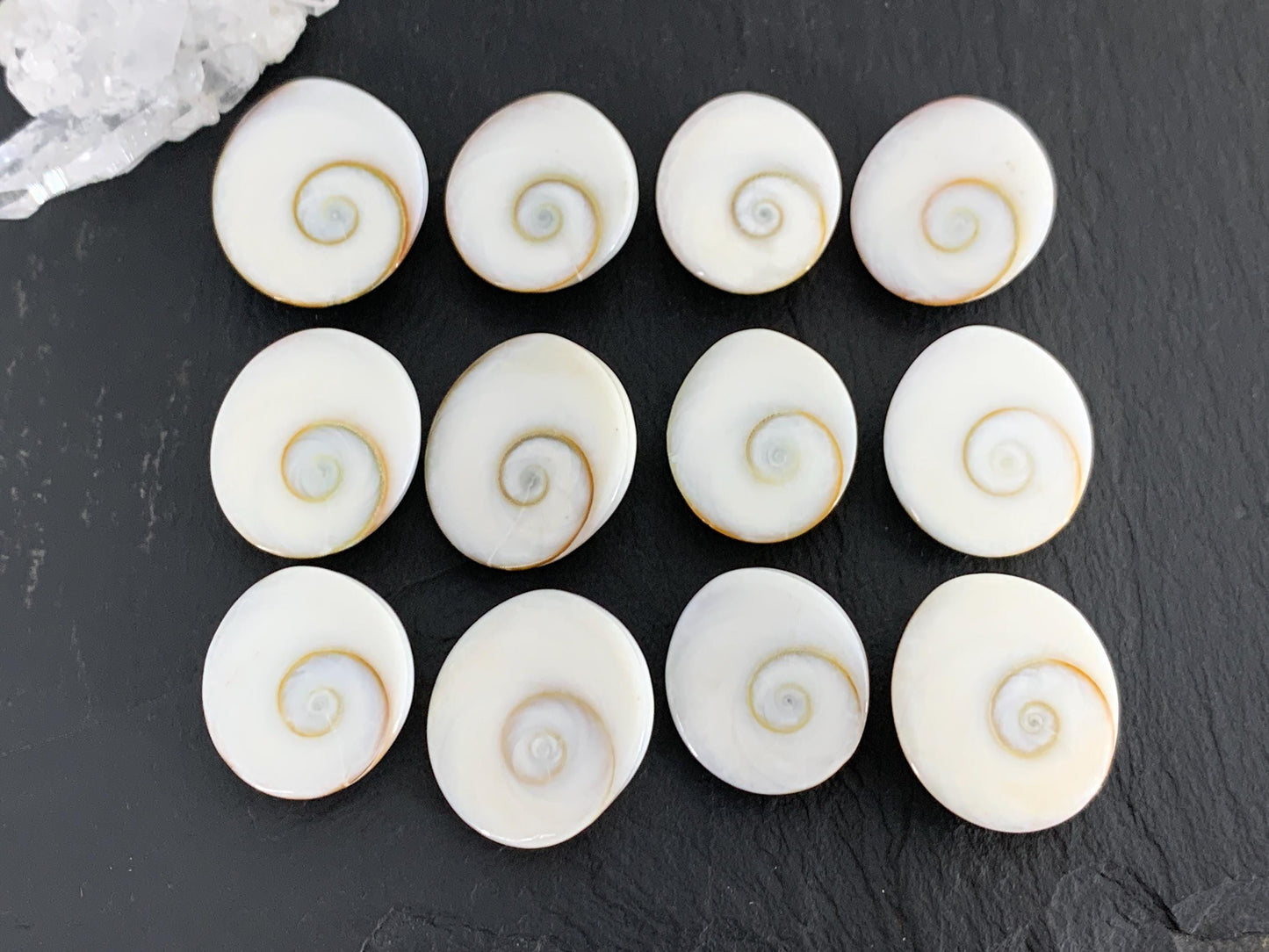 Natural Shiva Eye Shell Cabochons • White Spiral Operculum Shells