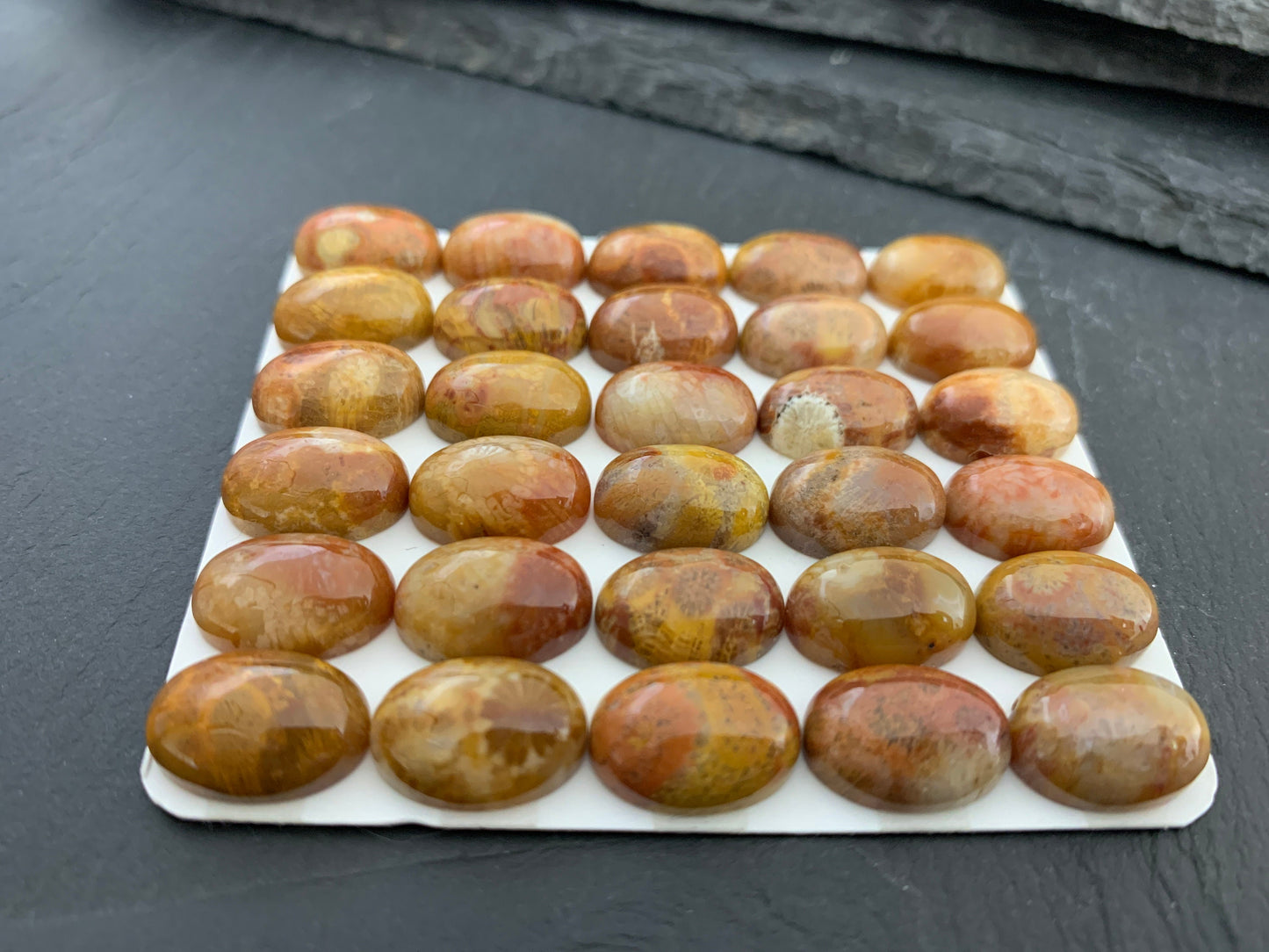 Petrified Coral oval 10x14mm cabochon - Calibrated cabochons