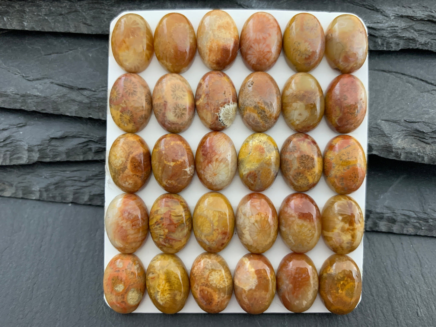 Petrified Coral oval 10x14mm cabochon - Calibrated cabochons