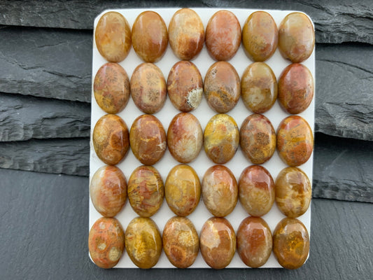 Petrified Coral oval 10x14mm cabochon - Calibrated cabochons