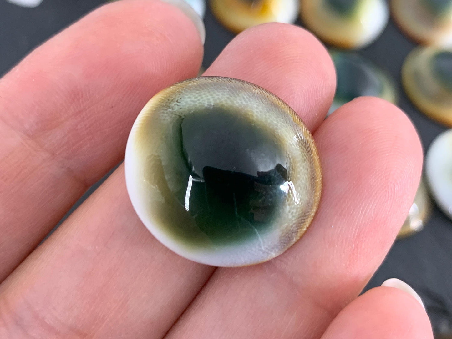 Natural Shiva Eye Shell Cabochons • White Spiral Operculum Shells