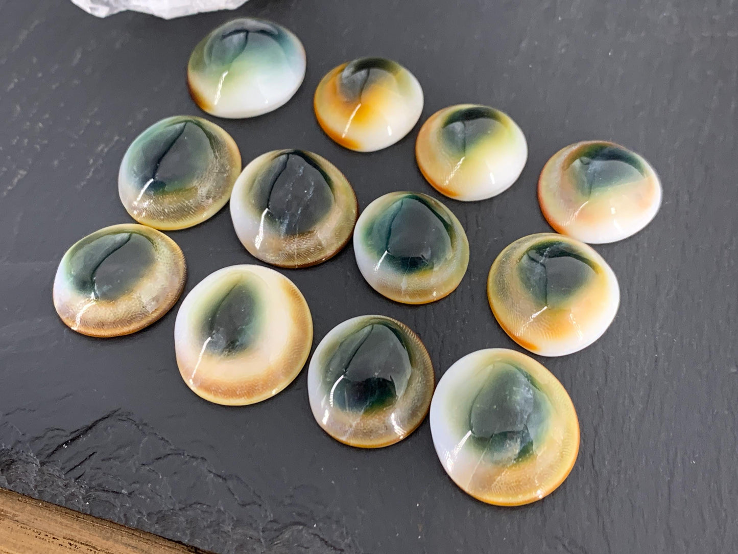 Natural Shiva Eye Shell Cabochons • White Spiral Operculum Shells