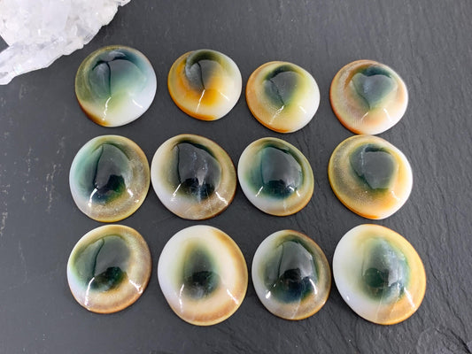 Natural Shiva Eye Shell Cabochons • White Spiral Operculum Shells