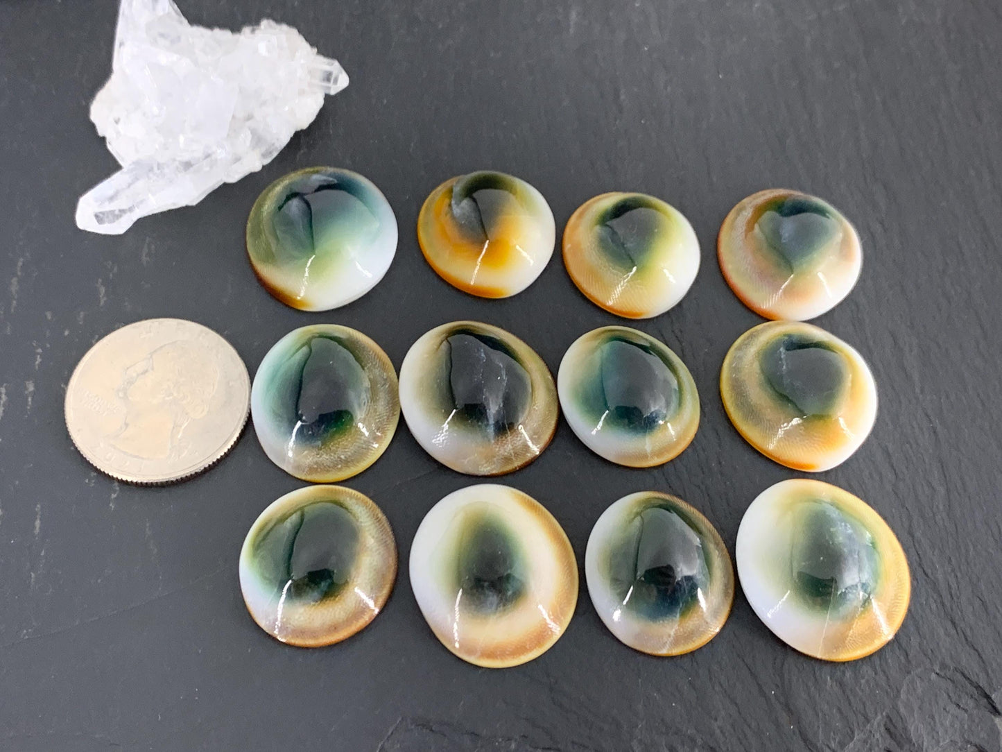 Natural Shiva Eye Shell Cabochons • White Spiral Operculum Shells
