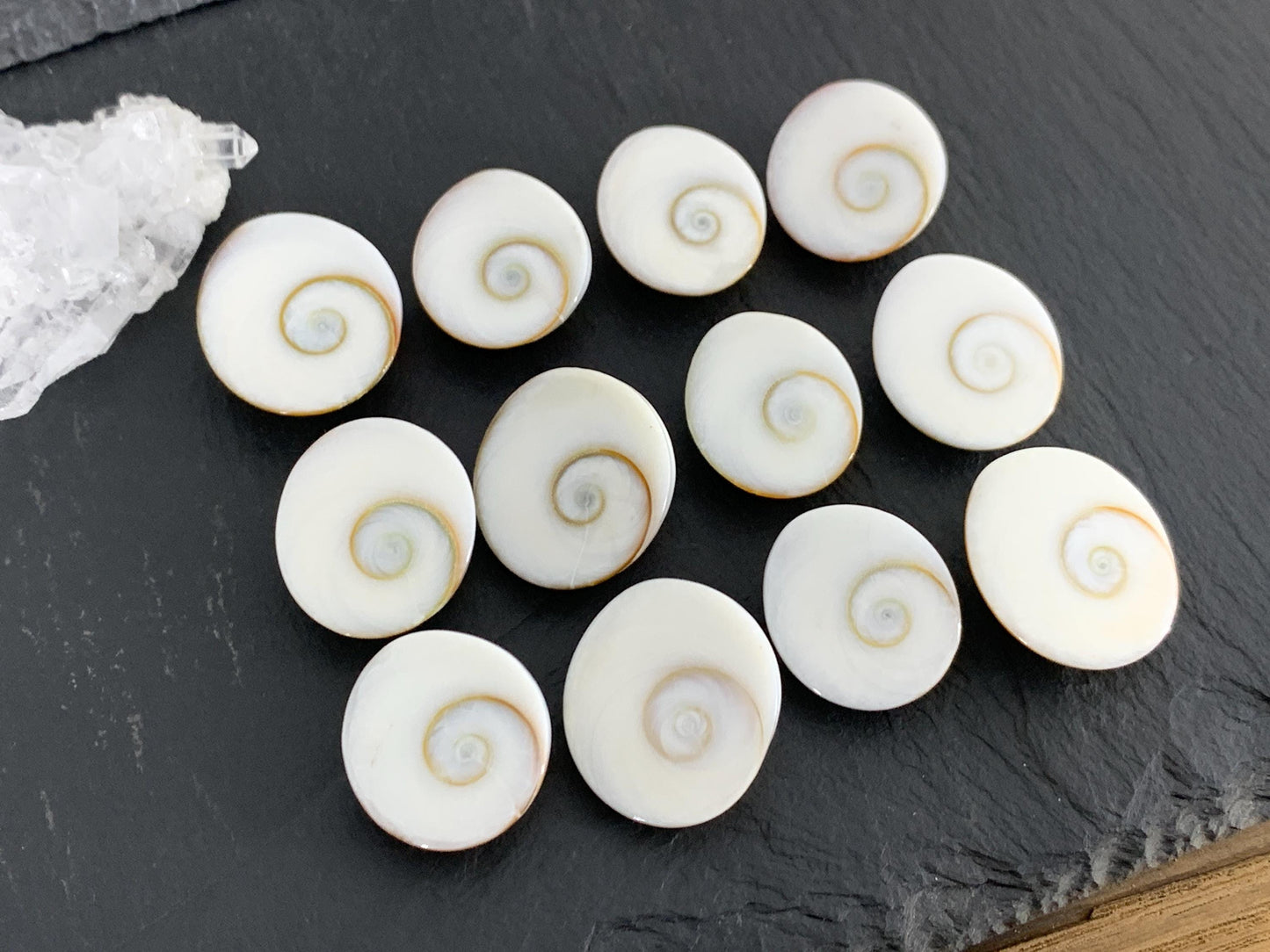 Natural Shiva Eye Shell Cabochons • White Spiral Operculum Shells